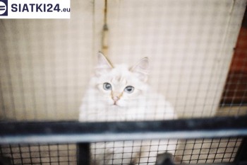 Siatki Tczew - Zabezpieczenie balkonu siatką - Kocia siatka - bezpieczny kot dla terenów Tczewa