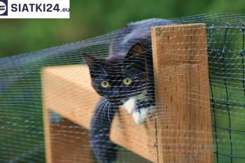 Siatki Tczew - Dobra siatka balkonowa - na ptaki i dla kota dla terenów Tczewa