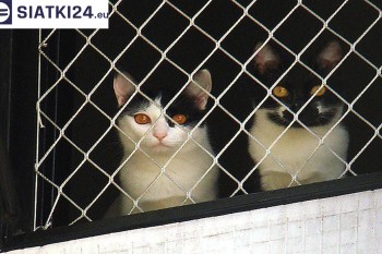 Siatki Tczew - Dobra siatka balkonowa - na ptaki i dla kota dla terenów Tczewa